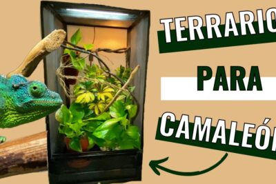 como crear un habitat atractivo y funcional para tu camaleon