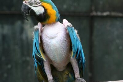 como cuidar a un loro con ataque de plumas y que hacer