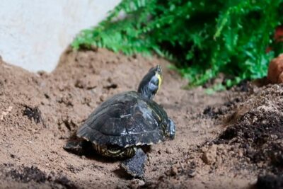 como disenar un alojamiento para una tortuga gigante