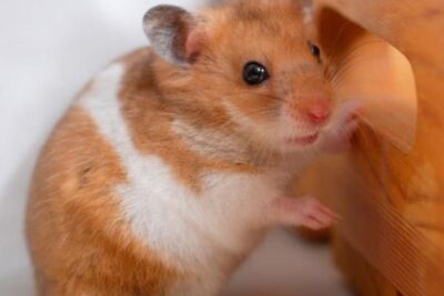 como el estres afecta la salud fisica de un hamster