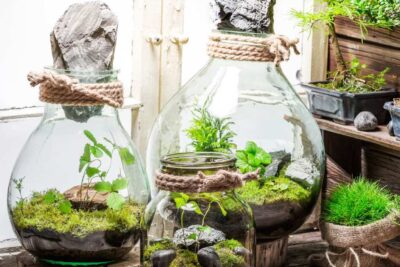 como elegir la posicion optima para un terrario