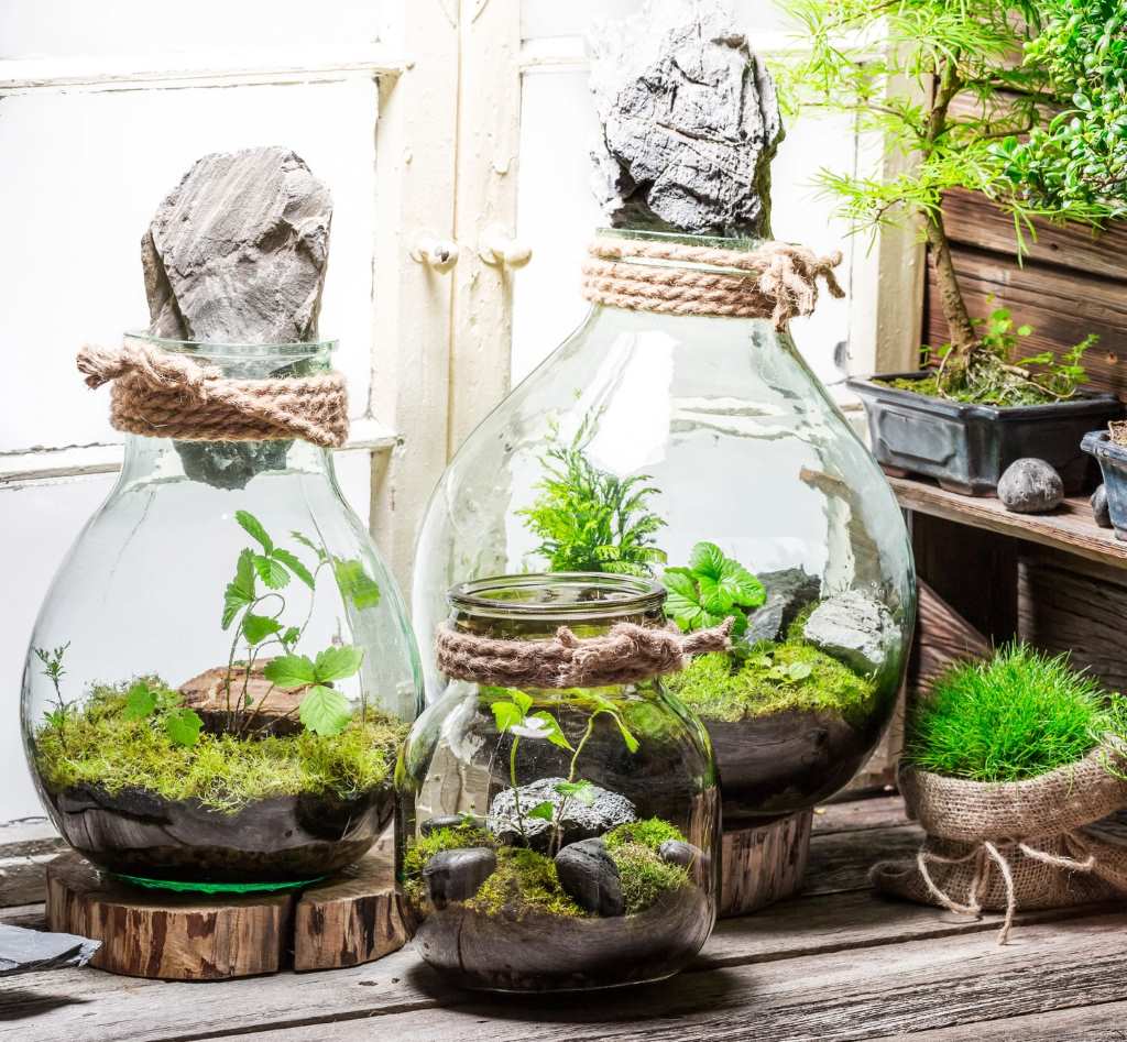 como elegir la posicion optima para un terrario