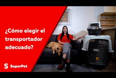 como elegir un veterinario adecuado para el transporte