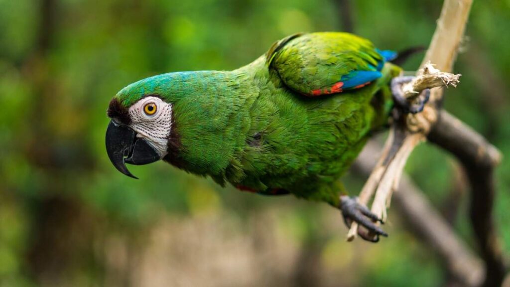 Cómo entender el comportamiento de un loro nervioso 1 como entender el comportamiento de un loro nervioso