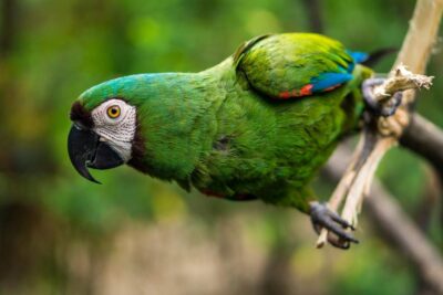 como entender el comportamiento de un loro nervioso