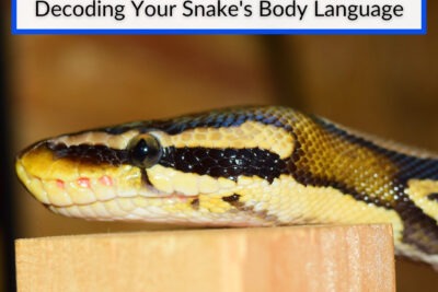 como entender el lenguaje corporal de mi serpiente
