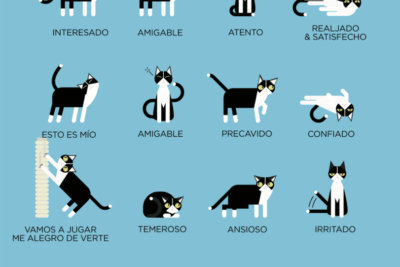como entender y comunicar el estres de tu mascota