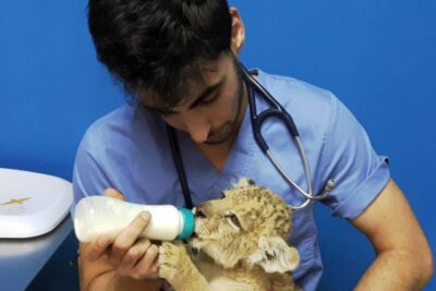 como es una consulta tipica con un veterinario exotico