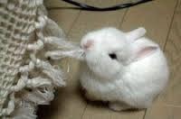 como evitar el comportamiento destructivo en conejos