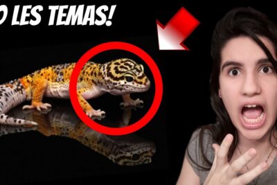 como evitar el miedo en un reptiles recien adquiridos