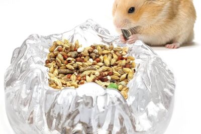 como evitar que los hamsters se aburran con su comida