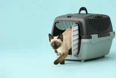 como evitar que un gato se agite durante el transporte