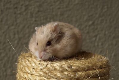 como hacer frente a la desnutricion en hamsters