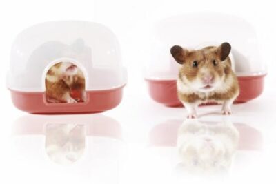 como hacer que un hamster se sienta comodo en su nuevo hogar