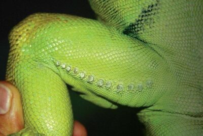 como identificar enfermedades cutaneas en reptiles