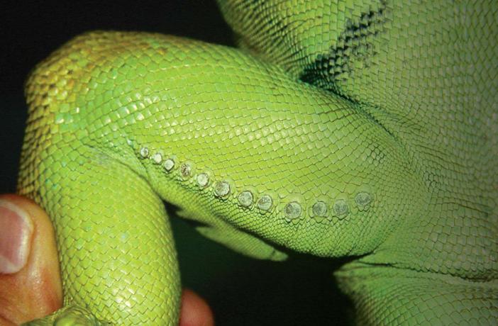 como identificar enfermedades cutaneas en reptiles