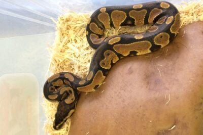 como identificar lesiones en animales exoticos