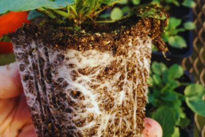 como identificar un sustrato de buena calidad para plantas