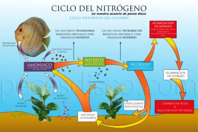 como influye el ciclo del nitrogeno en el acuario