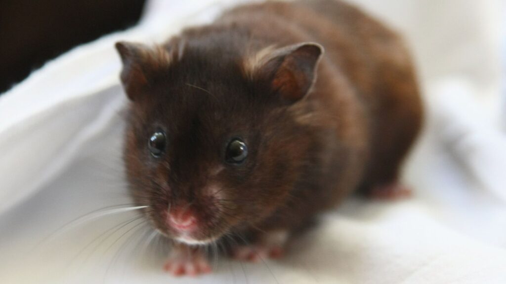 como influye el estres en el ejercicio de hamsters