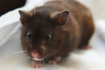 como influye el estres en el ejercicio de hamsters