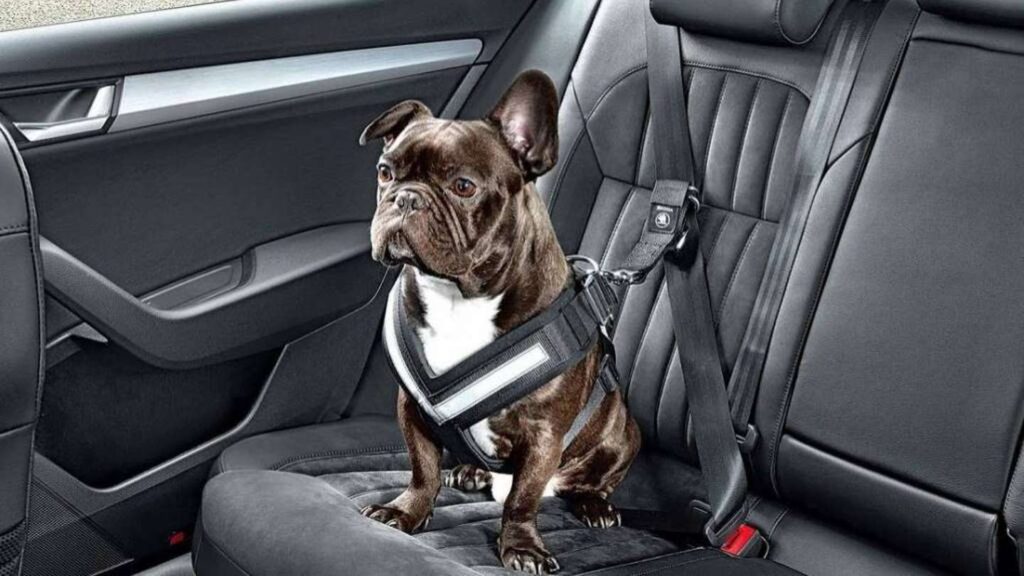 como introducir a tu mascota en el transportador