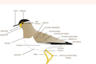 como las aves utilizan su pico en la comunicacion