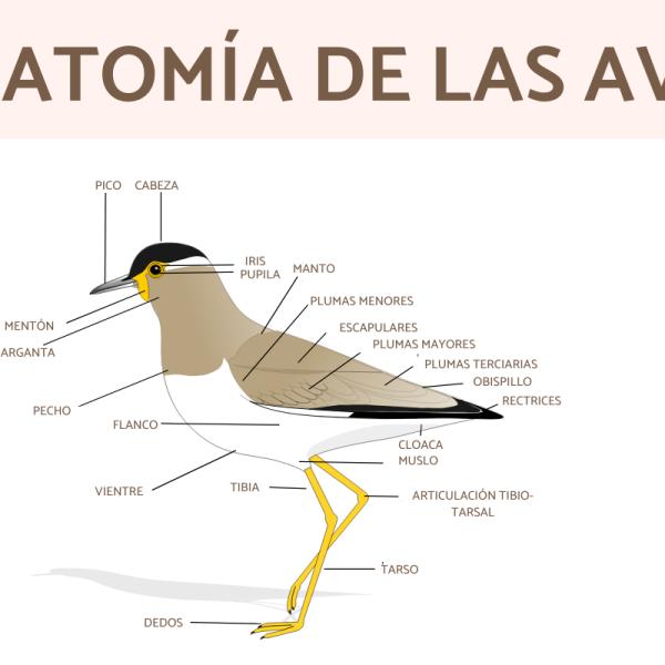 Cómo las aves utilizan su pico en la comunicación 1 como las aves utilizan su pico en la comunicacion