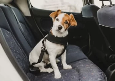 como lidiar con el miedo de tu mascota al transporte