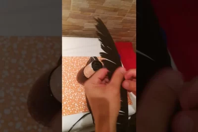 como limpiar correctamente las plumas de aves exoticas en casa