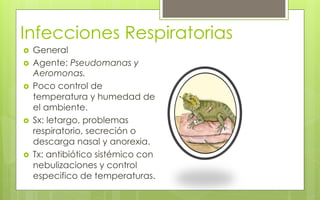 como manejar un diagnostico complicado en reptiles