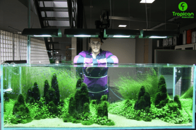 como mantener tu acuario de reptiles libre de algas