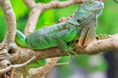 como medir la temperatura en el habitat de mi iguana