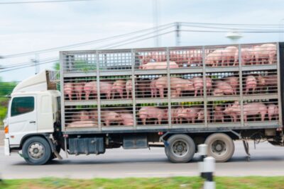 como minimizar bacterias y enfermedades en el transporte