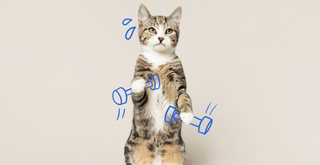 Cómo motivar a tu gato exótico a hacer ejercicio 1 como motivar a tu gato exotico a hacer ejercicio