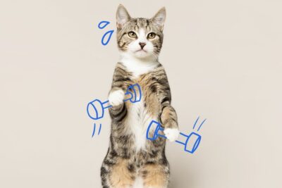como motivar a tu gato exotico a hacer ejercicio