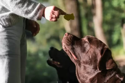 como optar por una iluminacion sustentable para mascotas