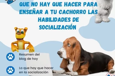 como preparar a tu mascota para eventos de socializacion