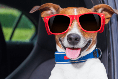 como preparar a tu mascota para un viaje al veterinario