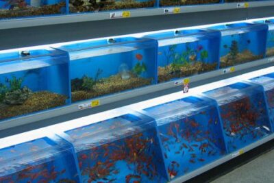 como preparar la llegada de tu nuevo reptil al acuario