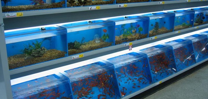 como preparar la llegada de tu nuevo reptil al acuario