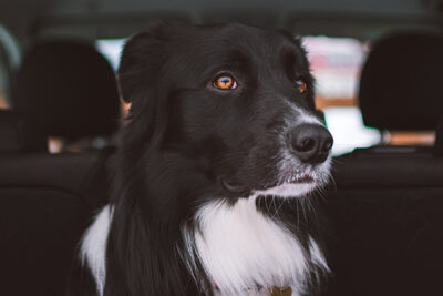 como prevenir el mareo en animales durante el transporte