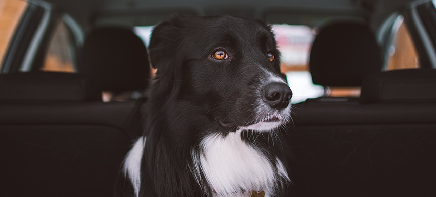 como prevenir el mareo en animales durante el transporte