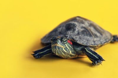 como prevenir el moho en el habitat de una tortuga de agua