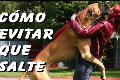 como prevenir que un perro salte del transportador