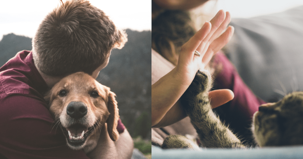 Cómo promover la salud emocional en mascotas exóticas 1 como promover la salud emocional en mascotas exoticas