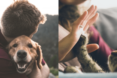 como promover la salud emocional en mascotas exoticas