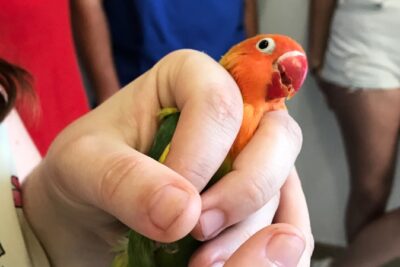 como realizar un chequeo de salud en aves exoticas