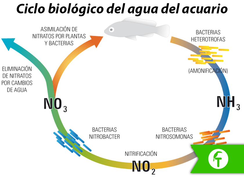 como realizar un ciclo del acuario correctamente