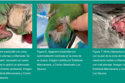 como reconocer y manejar el comportamiento agresivo en aves